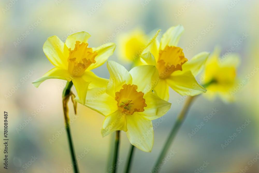 Yellow daffodils on a blurred background. Yellow daffodils on a blurred background.