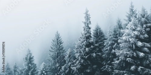 Snow Covered Forest scene with copy space © Jon Le-Bon