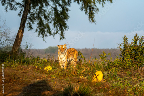 wild indian female bengal tiger or panthera tigris on territory stroll head on staring with angry face in winter morning safari dhikala zone jim corbett national park forest reserve uttarakhand india