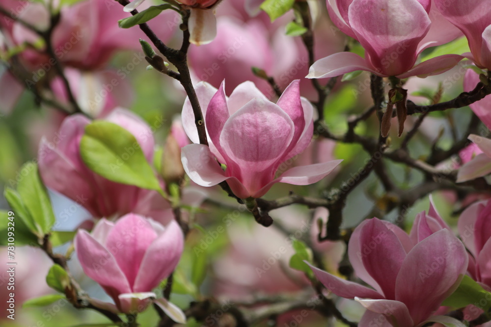 Fototapeta premium Magnolia tree blossom in springtime. Tender pink flowers.