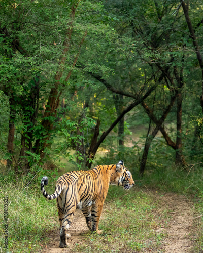 wild female bengal tiger or panthera tigris walking ahead territory marking from vehicles on forest trail or road in safari at ranthambore national park forest reserve sawai madhopur rajasthan india