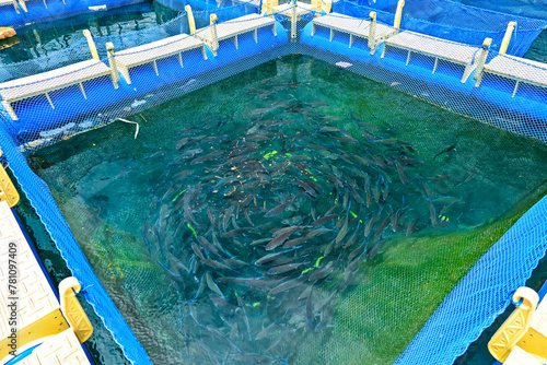 Foto Sea fish in a floating net cage