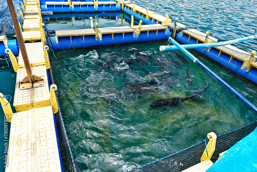 Foto Sea fish in a floating net cage