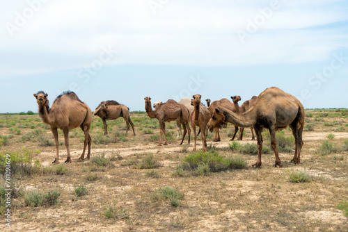 camels in the desert