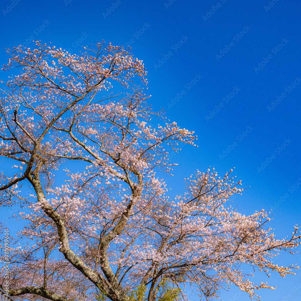 桜前線に誘われて