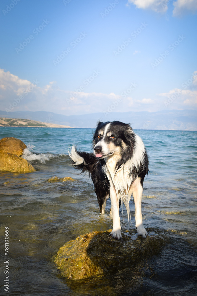 dog is standing on stones in Croatian landscape. Dog standing above the sea. Beautiful view
dog is standing on stones in Croatian landscape. Dog standing above the sea. Beautiful view