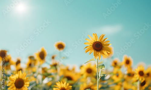 Sunflower field with clear blue sky  Generative AI 