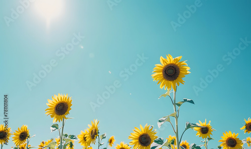 Sunflower field with clear blue sky  Generative AI 