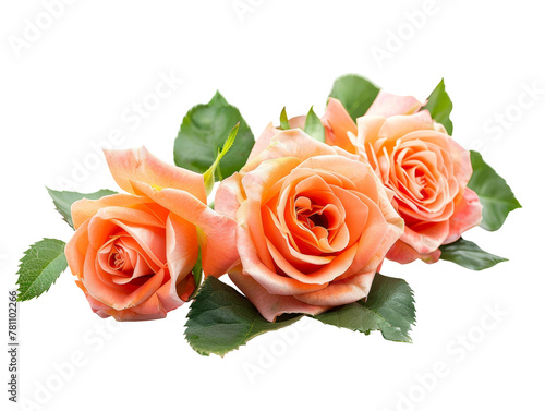 Rose Flowers in Floral Arrangement Studio Shot