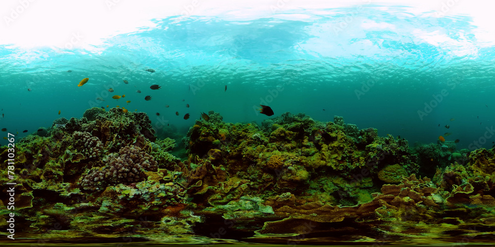 Coral Reef and Fishes Underwater. Underwater fish reef marine. Tropical colorful underwater seascape with coral reef. Philippines. 360VR Video.