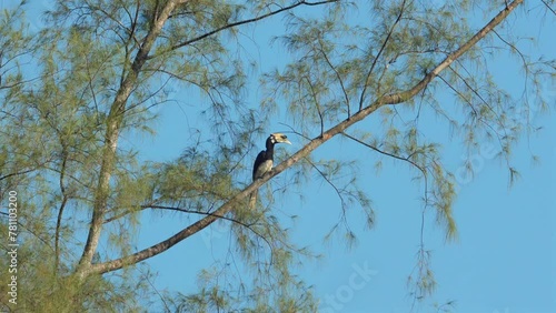 Oriental pied hornbill perched on delicate branch among lush greenery in serene natural habitat. Biodiversity and bird watching in tropical environment.