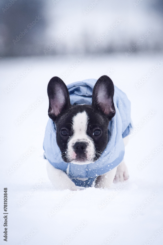 Small french bulldog is running in the snow. He has a coat