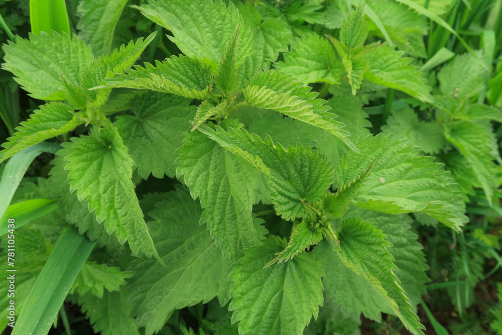 Urtica dioica Stinging nettle flower petals color white