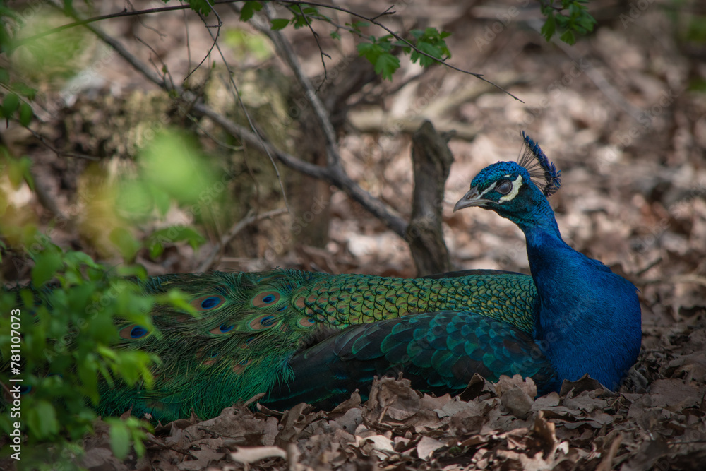 Obraz premium Resting peacock in the trees