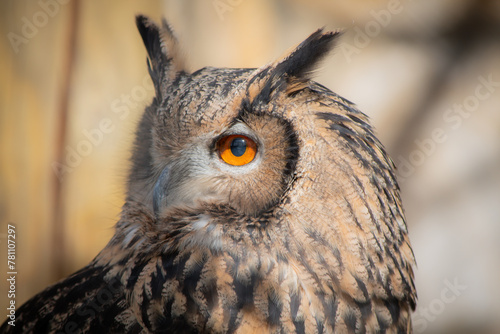 Owl portrait in the zoo