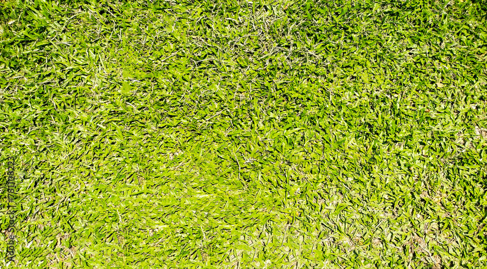 Fototapeta premium Green grass background in top view for graphic design or wallpaper