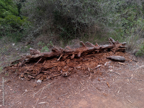 Tronco de árbol decomponiéndose en el bosque