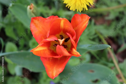 Tulipe bicolore naissante