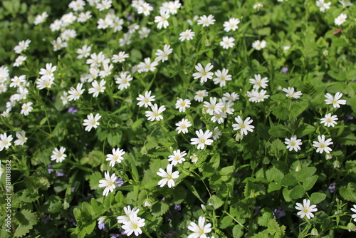 Stellaire Holostée