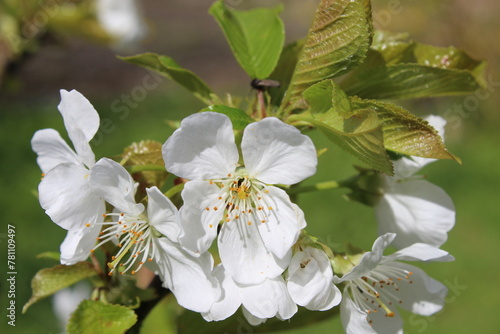 Fleurs de cerisier