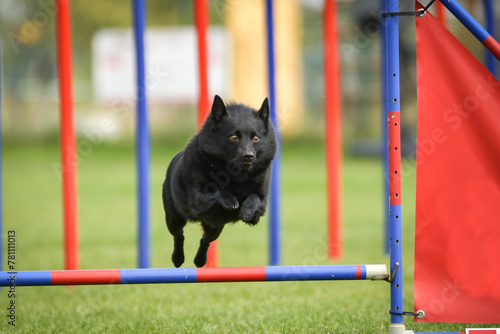 Dog is jumping over the hurdles. Amazing day on czech agility competition.	
