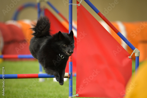 Dog is jumping over the hurdles. Amazing day on czech agility competition.	
