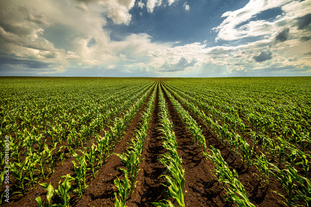 Expansive view of a green corn field stretching into the horizon under a dramatic cloudy sky - obrazy, fototapety, plakaty 