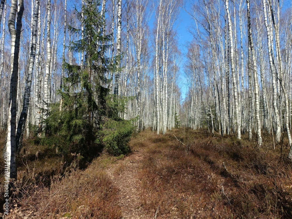 Rekyva forest during sunny early spring day. Pine and birch tree woodland. Blueberry bushes are growing in woods. Sunny day. Early spring season. Nature. Rekyvos miskas. Rekyva forest during sunny early spring day. Pine and birch tree woodland. Blueberry bushes are growing in woods. Sunny day. Early spring season. Nature. Rekyvos miskas.