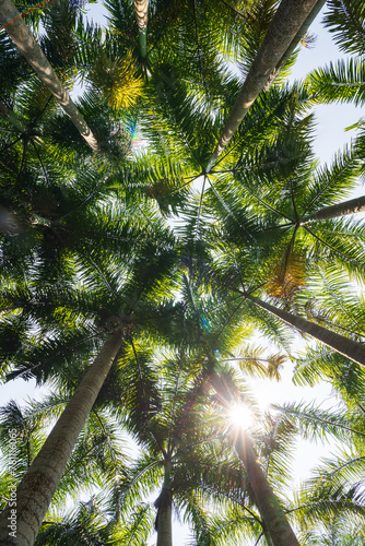 Palm tree jungle near Muse Lake in Qiongzhong, Hainan, China