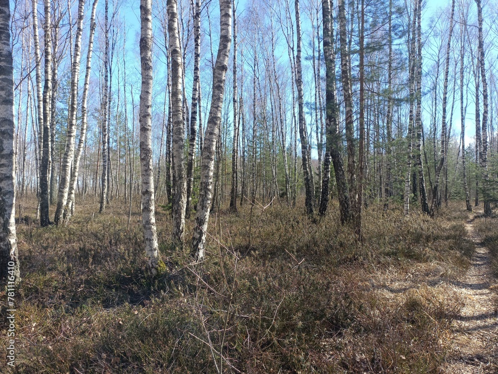 Rekyva forest during sunny early spring day. Pine and birch tree woodland. Blueberry bushes are growing in woods. Sunny day. Early spring season. Nature. Rekyvos miskas. Rekyva forest during sunny early spring day. Pine and birch tree woodland. Blueberry bushes are growing in woods. Sunny day. Early spring season. Nature. Rekyvos miskas.