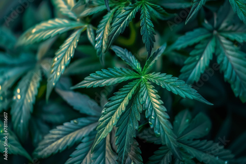 cannabis plants as background. Closeup texture of marijuana leaves