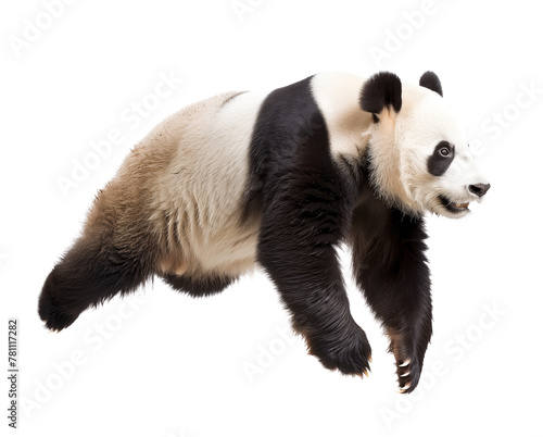 Lively giant panda in mid-stride on white
