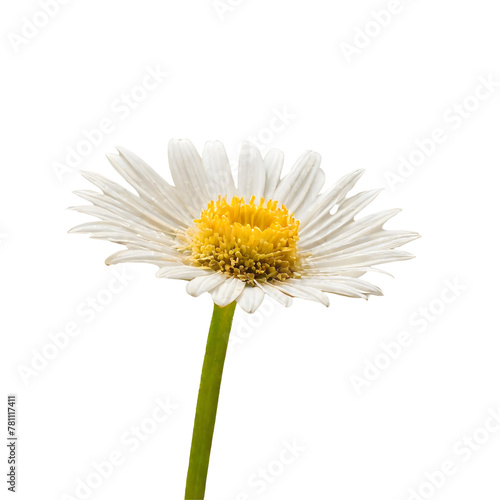 daisy isolated on white background