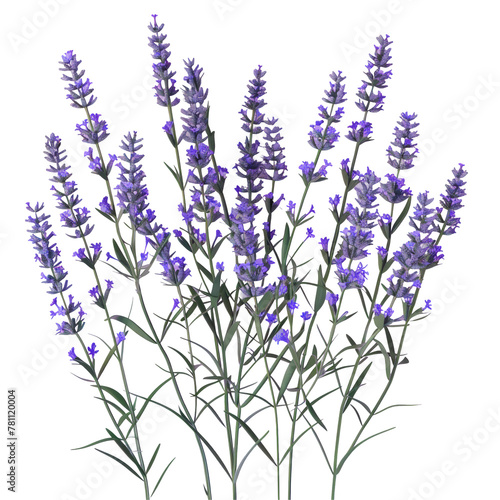 Lavender flowers in a vase on a Transparent Background