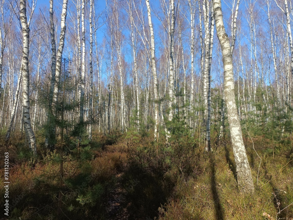 Rekyva forest during sunny early spring day. Pine and birch tree woodland. Blueberry bushes are growing in woods. Sunny day. Early spring season. Nature. Rekyvos miskas. Rekyva forest during sunny early spring day. Pine and birch tree woodland. Blueberry bushes are growing in woods. Sunny day. Early spring season. Nature. Rekyvos miskas.