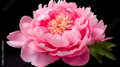 Pink Peony A Hyperrealistic Floral Masterpiece In Black

