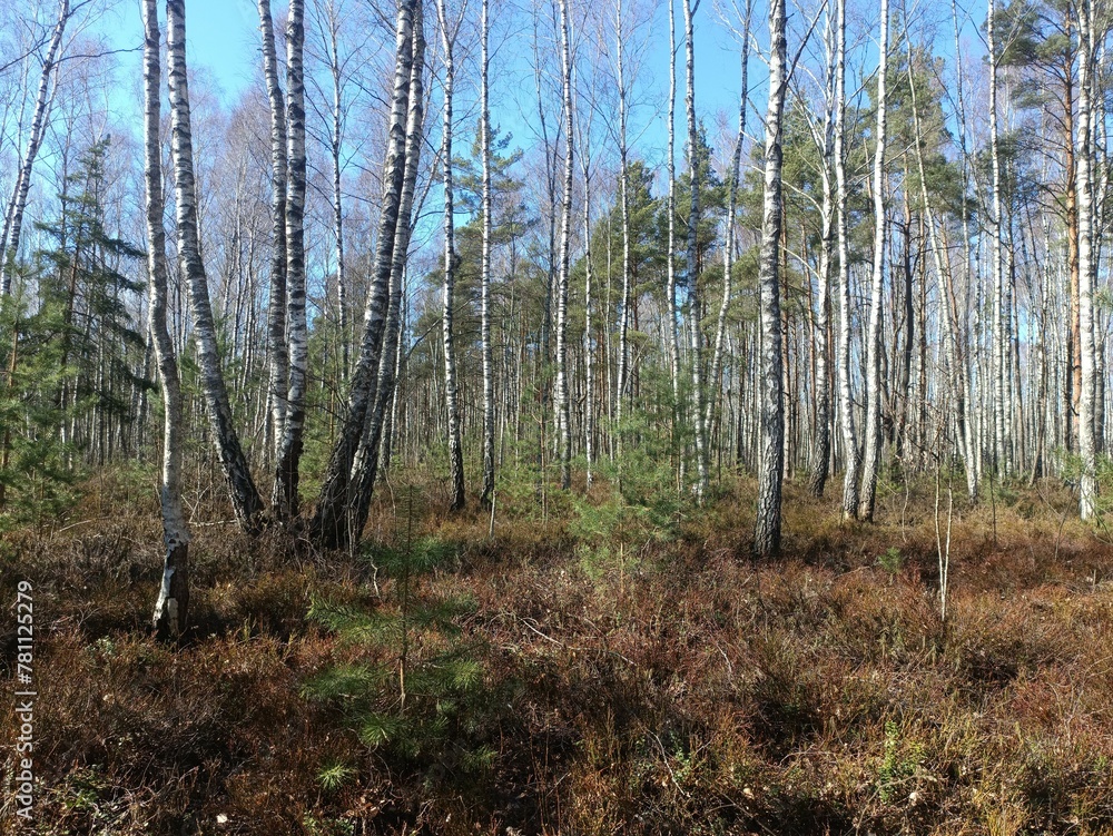 Rekyva forest during sunny early spring day. Pine and birch tree woodland. Blueberry bushes are growing in woods. Sunny day. Early spring season. Nature. Rekyvos miskas. Rekyva forest during sunny early spring day. Pine and birch tree woodland. Blueberry bushes are growing in woods. Sunny day. Early spring season. Nature. Rekyvos miskas.