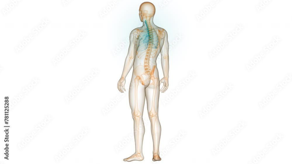 Human Respiratory System Lungs Anatomy Animation Concept Human Respiratory System Lungs Anatomy Animation Concept
