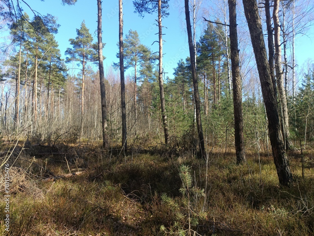 Rekyva forest during sunny early spring day. Pine and birch tree woodland. Blueberry bushes are growing in woods. Sunny day. Early spring season. Nature. Rekyvos miskas. Rekyva forest during sunny early spring day. Pine and birch tree woodland. Blueberry bushes are growing in woods. Sunny day. Early spring season. Nature. Rekyvos miskas.