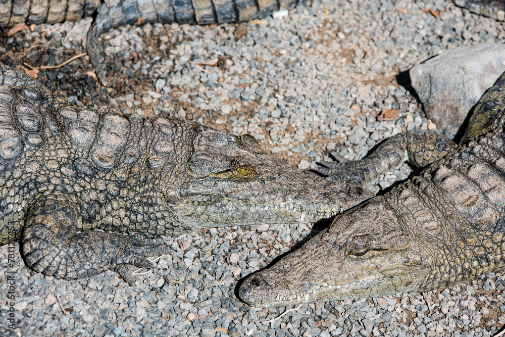 Obraz premium Crocodile in the African savannah under the tropical sun.