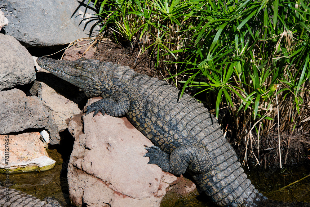 Obraz premium Crocodile in the African savannah under the tropical sun.