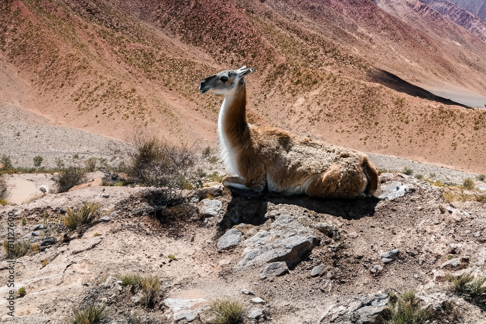 Obraz premium Lama close-up in South American nature