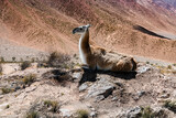 Lama close-up in South American nature