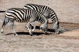 Zebras in very close-up in the African savannah.
