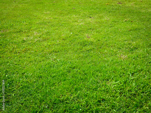Fresh green garden grass texture for nature background