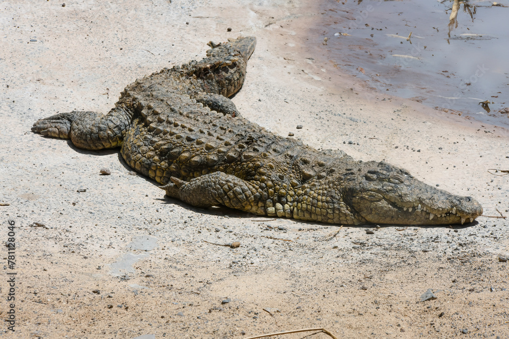 Fototapeta premium Crocodile in the African savannah under the tropical sun.