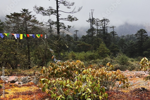 wilderness of north sikkim, beautiful alpine forest and surrounding cloudy-foggy himalaya mountains near yumthang valley, north sikkim in india
