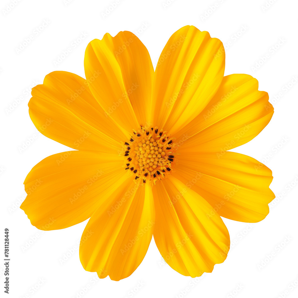 Obraz premium Yellow Cosmos flower isolated on white background.Yellow Cosmos flower objects