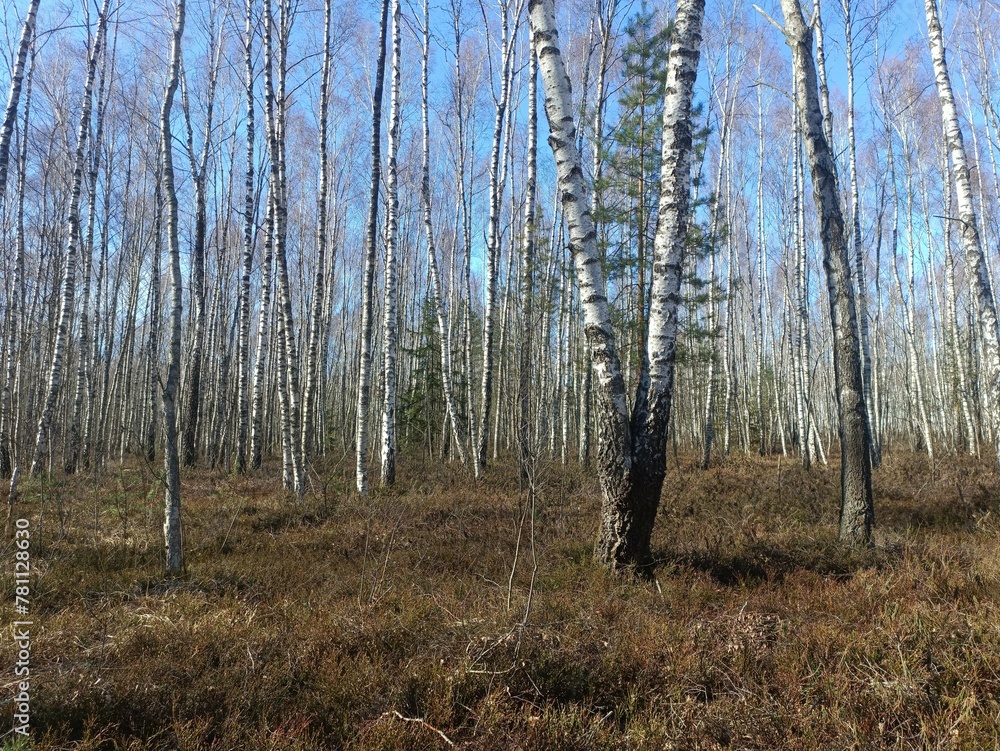 Rekyva forest during sunny early spring day. Pine and birch tree woodland. Blueberry bushes are growing in woods. Sunny day. Early spring season. Nature. Rekyvos miskas. Rekyva forest during sunny early spring day. Pine and birch tree woodland. Blueberry bushes are growing in woods. Sunny day. Early spring season. Nature. Rekyvos miskas.