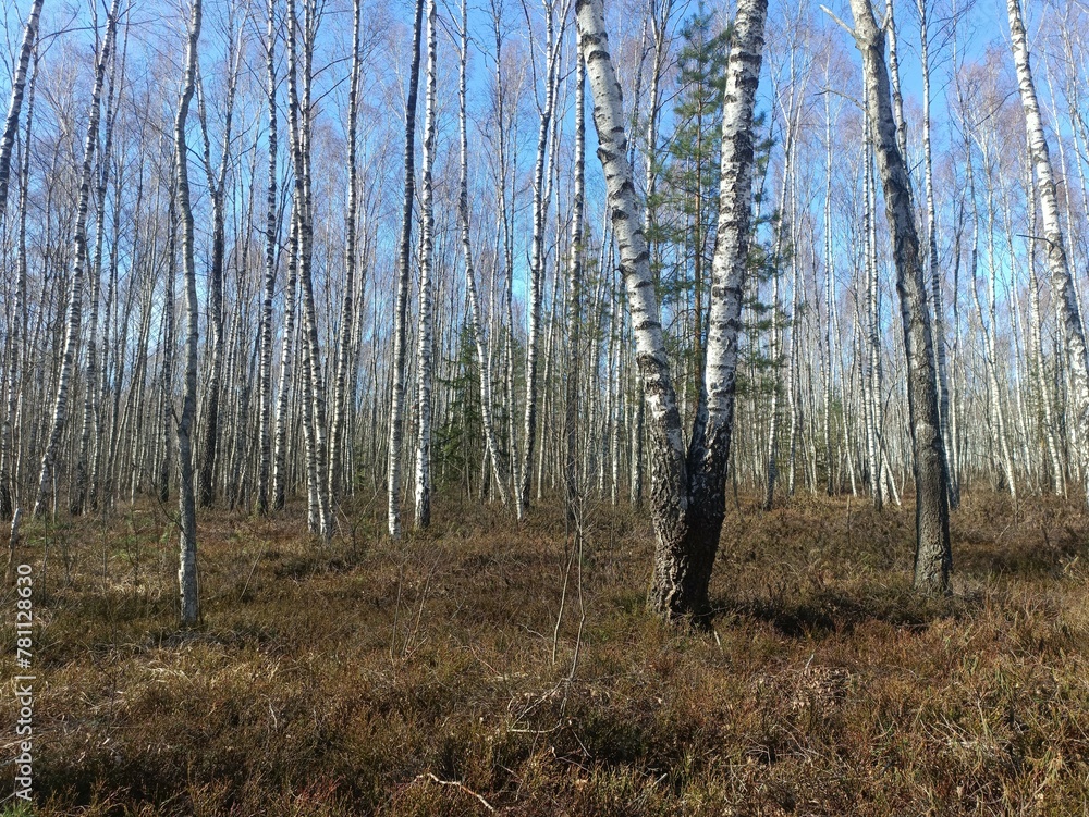 Rekyva forest during sunny early spring day. Pine and birch tree woodland. Blueberry bushes are growing in woods. Sunny day. Early spring season. Nature. Rekyvos miskas.